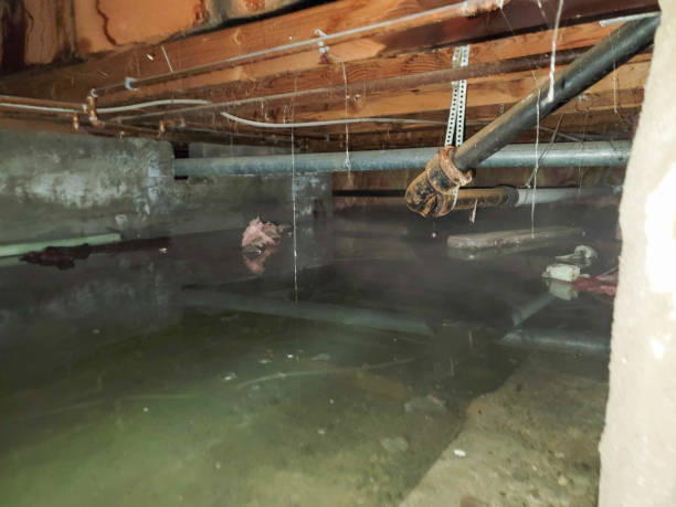 Best Mold removal after water damage  in Waimanalo, HI